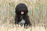 TERRIER DU TIBET 119